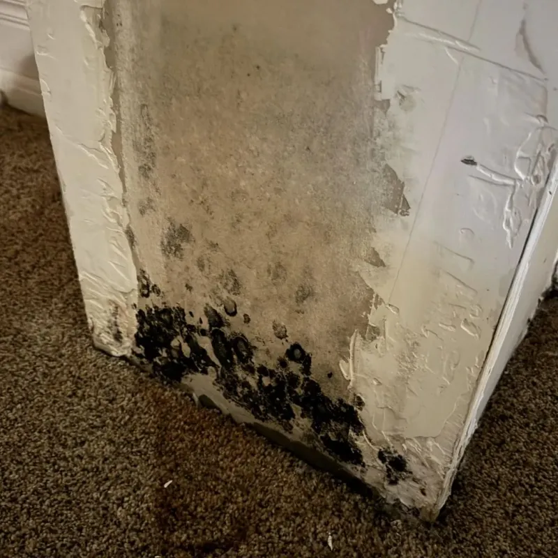 Professional Mold Removal in Premont, TX